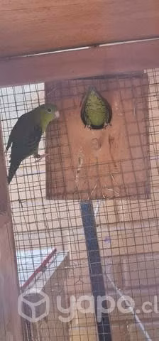 Pareja Barrados - Imagen 2