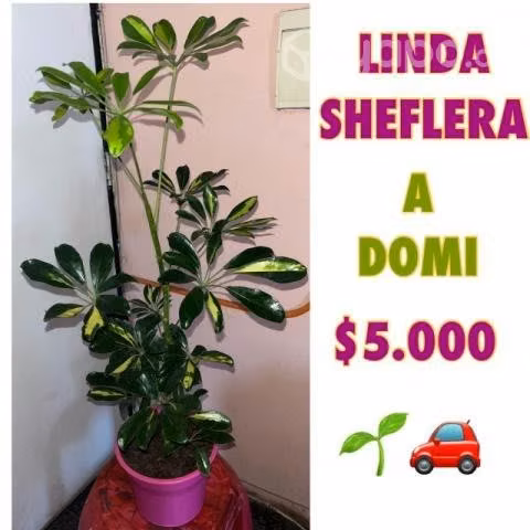 Plantas y tierra de hoja