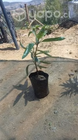 Mioporos