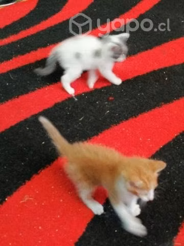 Se regalan gatitos