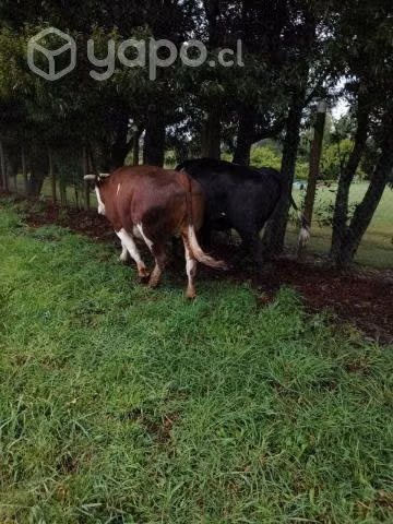 Yunta de Bueyes - Imagen 5