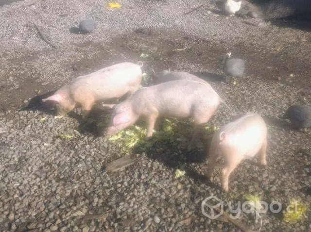 chanchos de 5 meses