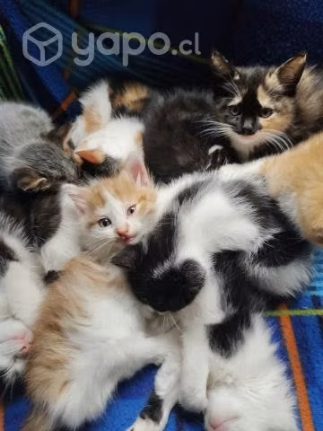 Se regalan gatitos