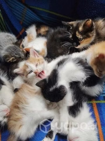 Se regalan gatitos