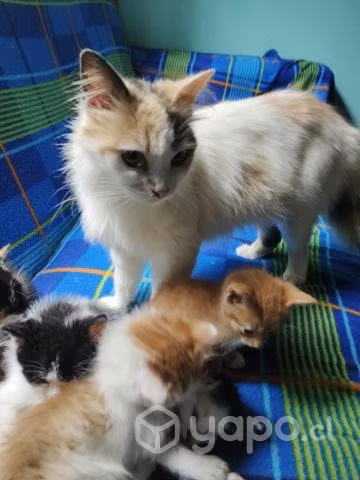 Se regalan gatitos