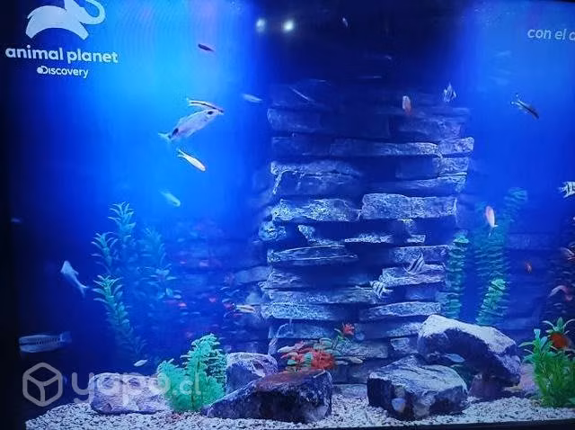 Acuarios y peces tienda Aquafish