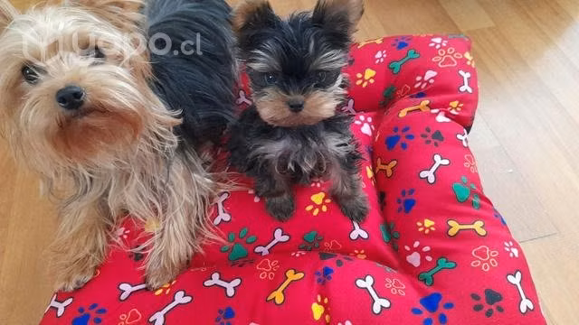 Camas mascotas - Imagen 6