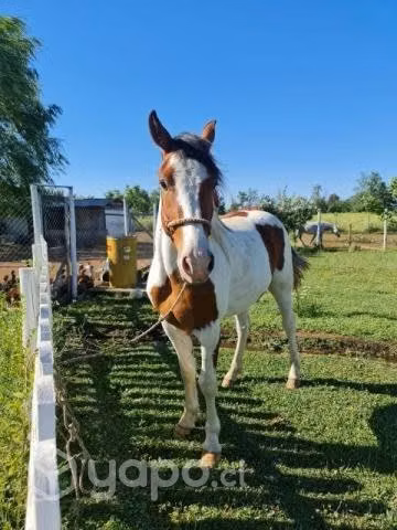 Caballo overo