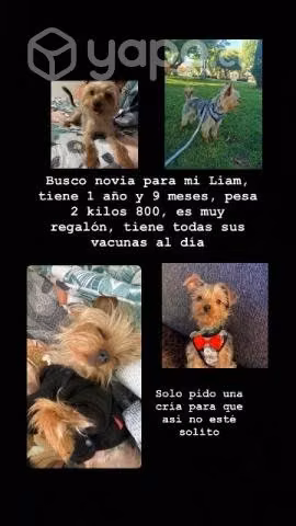 Busco perrita yorkshire para cruza