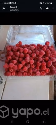 Frambuesas