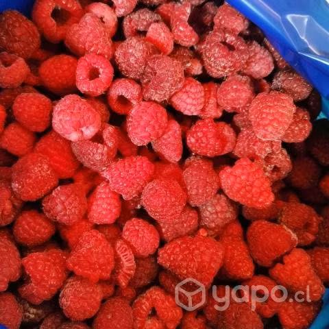 Frambuesa IQF Congelada