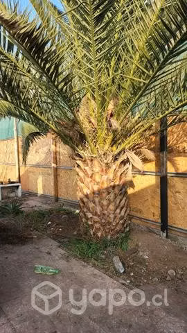 Palmera exterior - Imagen 2