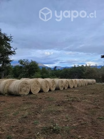 Bolos de Pasto - Imagen 2