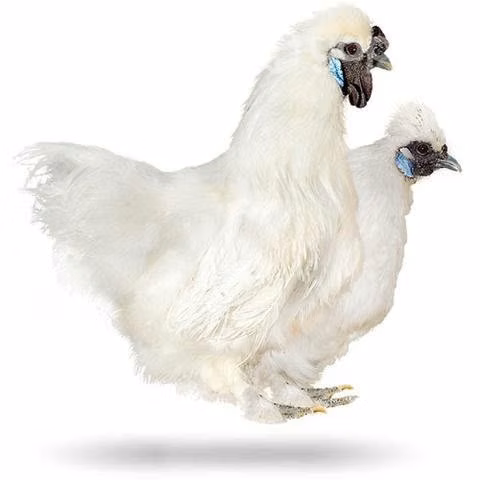 Pollos sedosos y kikirikis
