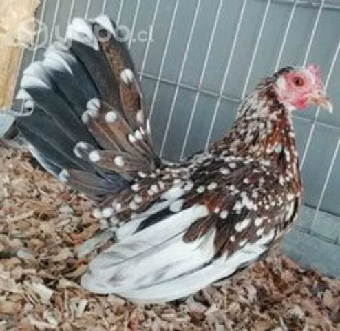 Pollos sedosos y kikirikis