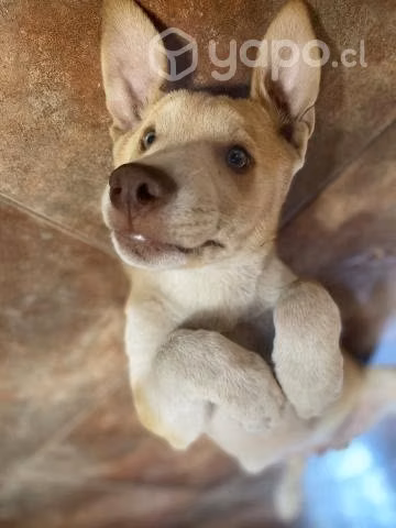 Cachorros de tres meses en adopción