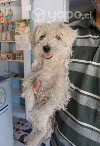 Perrita en adopción