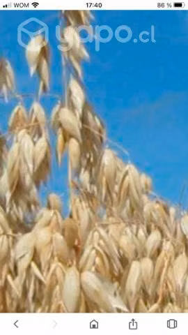 Avena