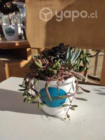 Terrario Sueña Porcelana