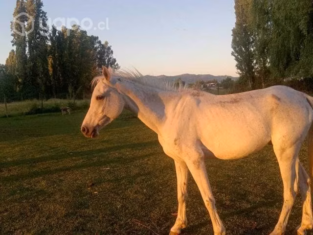 Caballo Árabe