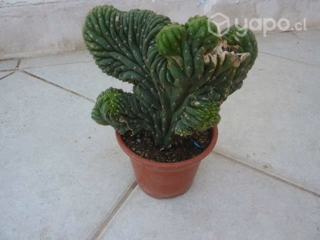 Cactus cerebro