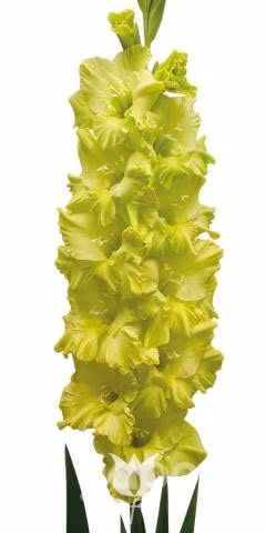 Bulbos de gladiolos