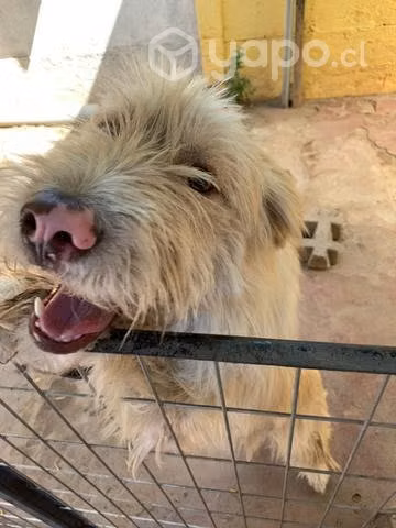 Se regala perrita