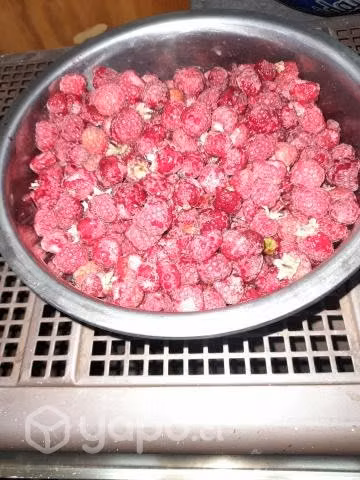Frambuesas fresquitas