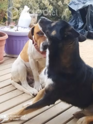 En adopción pastor mestizo