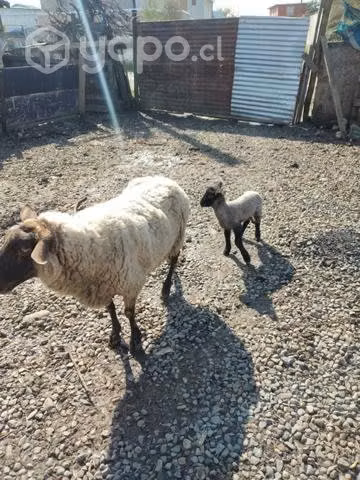 Oveja con Cria