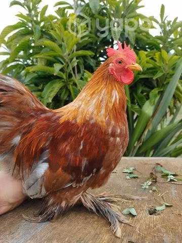 Gallitos cochinchinos enano