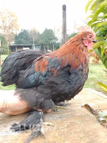 Gallitos cochinchinos enano