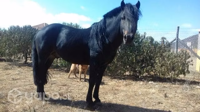 Caballo corralero