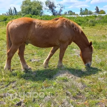Caballo de trabajo