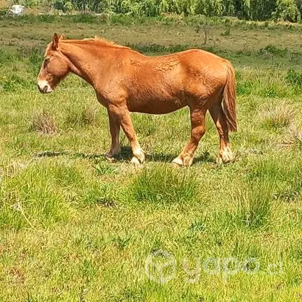 Caballo de trabajo