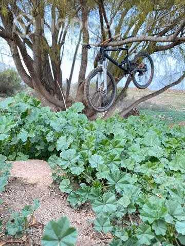 Cannondale sin pata de cambio !!!!!