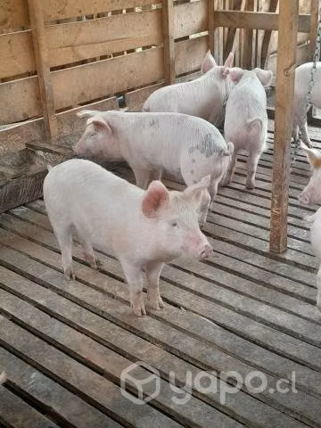 Lote de cerdos lechones