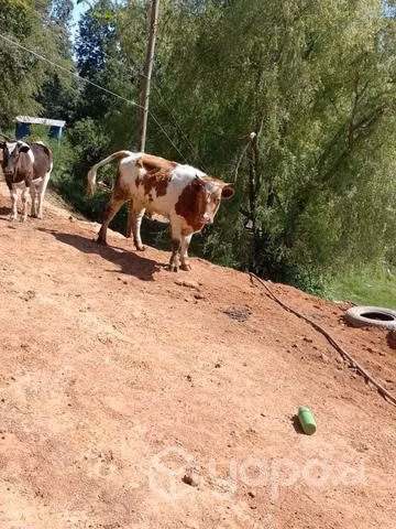 Novillo de lazo - Imagen 4