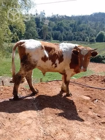 Novillo de lazo