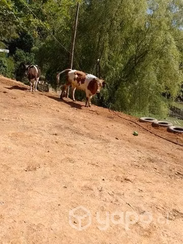 Novillo de lazo - Imagen 2