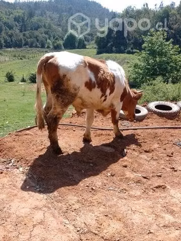 Novillo de lazo - Imagen 3