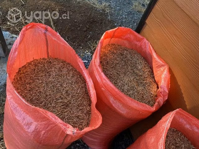 Avena rubia negra