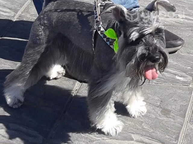 Schnauzer busca novia
