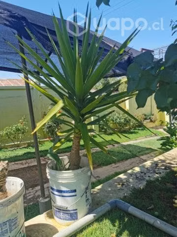 Planta yuca mediana