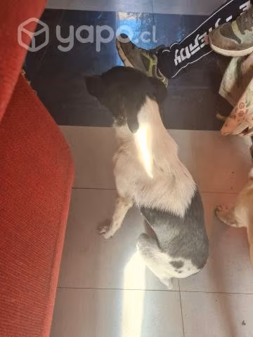 Se regala perrita