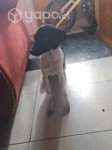 Se regala perrita