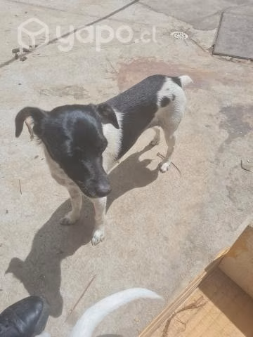 Se regala perrita