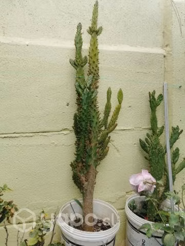 Bonito cactus