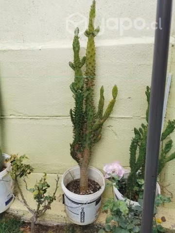 Bonito cactus