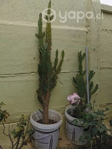 Bonito cactus